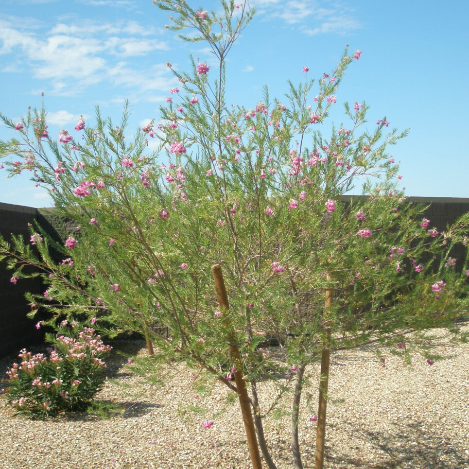 A Comprehensive List of Arizona Trees Happy Tree Guys